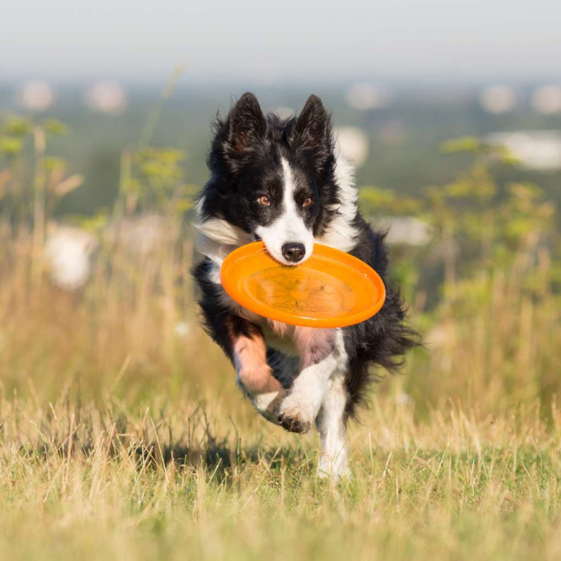 Frisbee chien orange bubimex