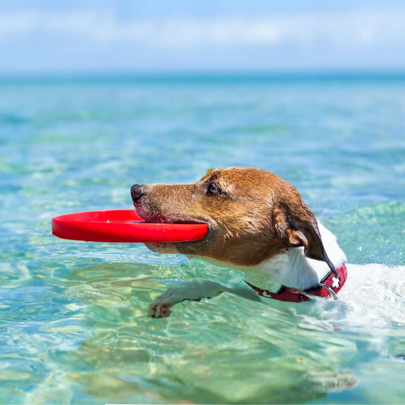 Frisbee chien dans l'eau