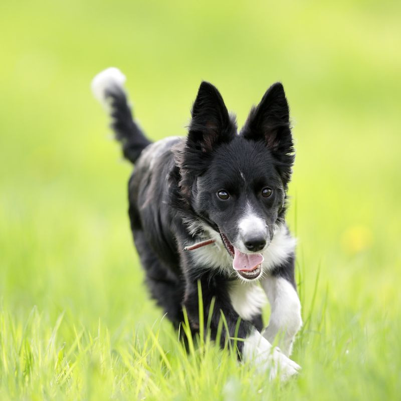 Chien vitalité spiruline