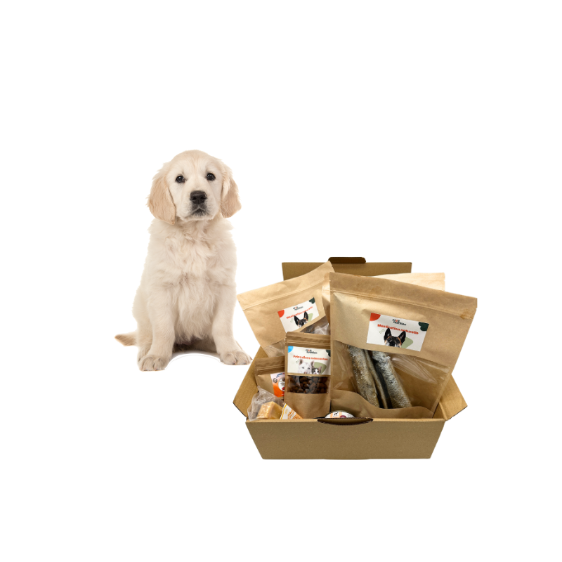 Box-mastication-chien-chiot