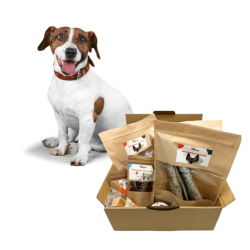 Box-mastication-petit-chien