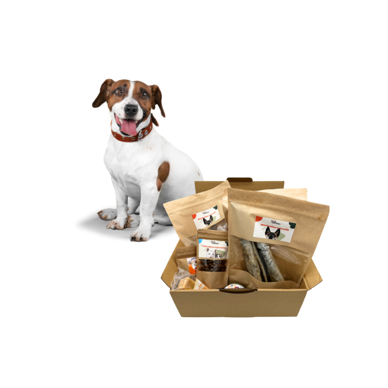 Box-mastication-petit-chien