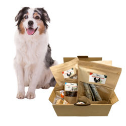 Box-mastication-chien-adulte