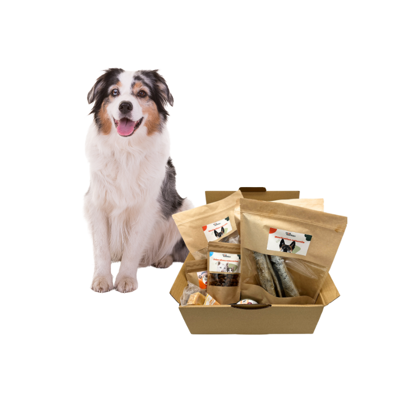 Box-mastication-chien-adulte