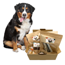 Box-mastication-chien-grande-taille