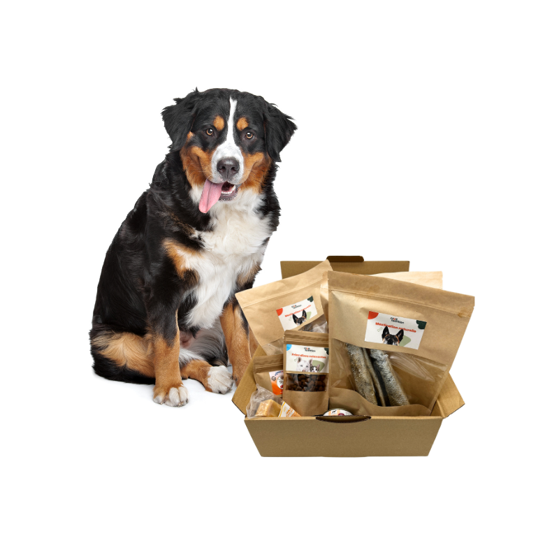 Box-mastication-chien-grande-taille