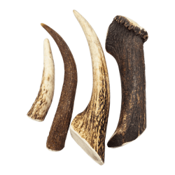 Bois de cerf entier - mastication durable pour chien