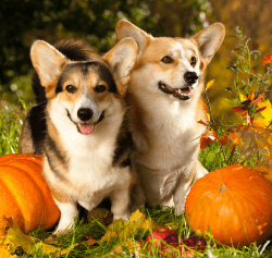 Quels fruits et légumes d'automne peut-on donner à son chien ?