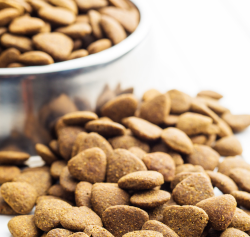 Transition alimentaire chien et chat : comment changer de croquettes ?